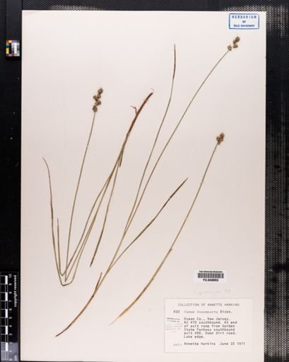 Carex incomperta