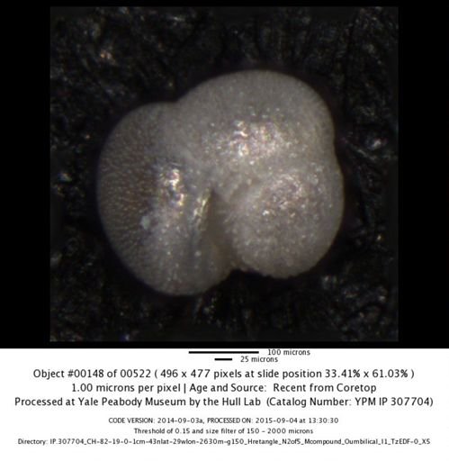 Globorotalia inflata