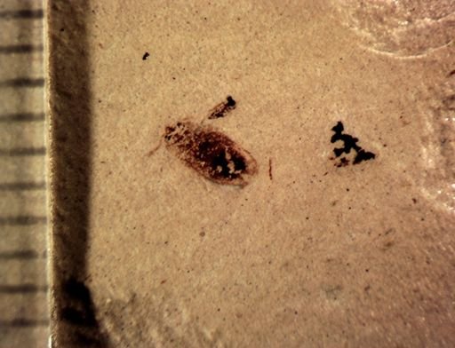 undet. Coleoptera