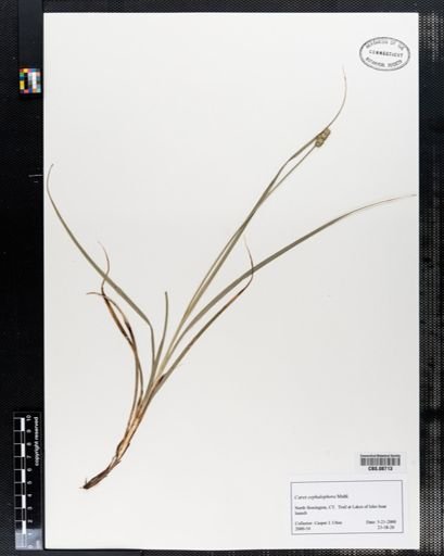Carex cephalophora