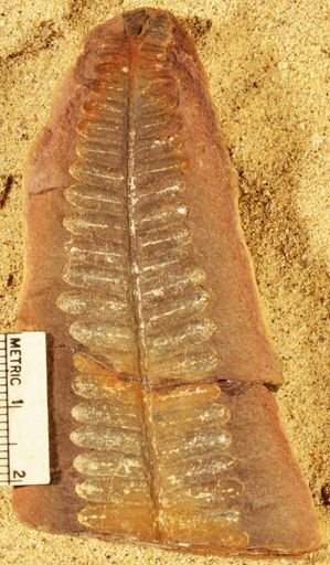 Pecopteris sp.