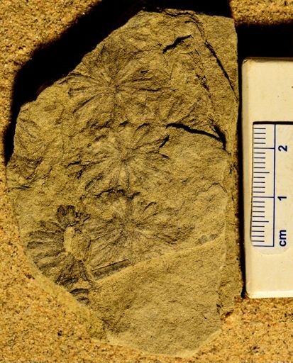 Annularia stellata