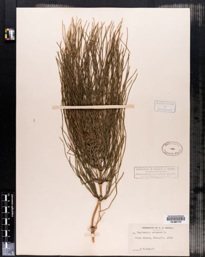 Equisetum arvense
