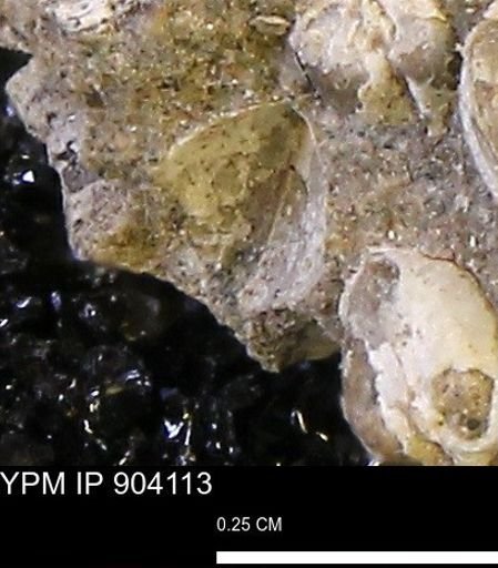 Corbulamella?