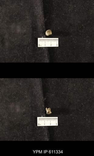Lophospira carinata