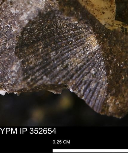 undet. Bivalvia
