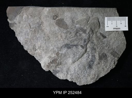 undet. Eurypterida