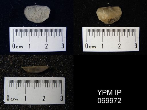 Megamyonia nitens