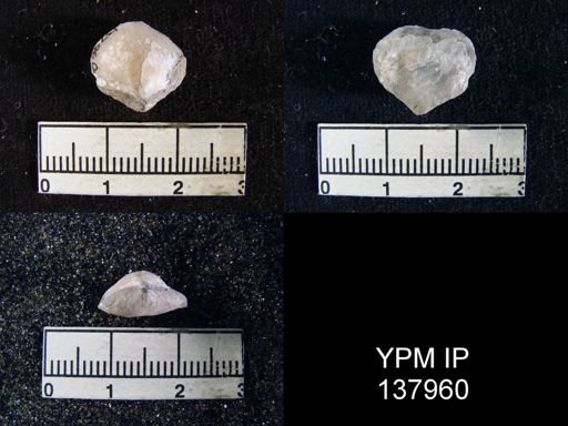 Athyris capillata