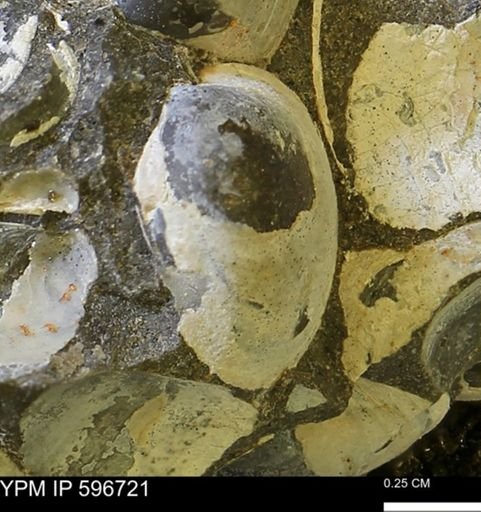 Limopsis striatopunctatus