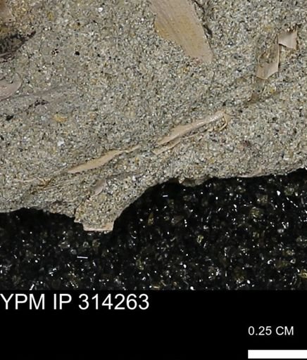 undet. Scaphopoda