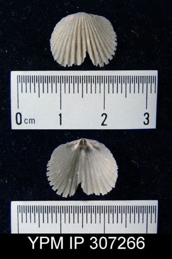 undet. Orthida