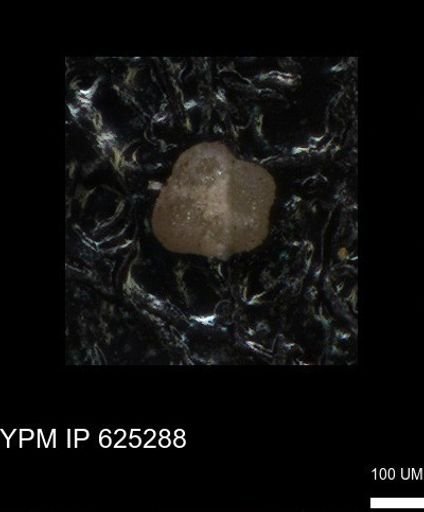 undet. Foraminiferida
