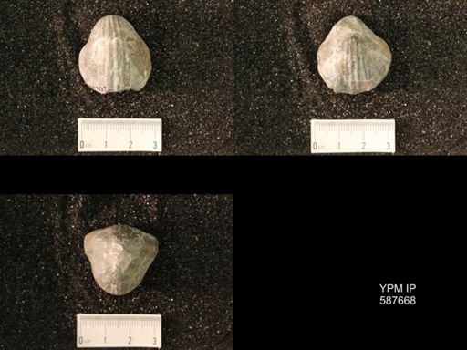 Gypidula sieberi
