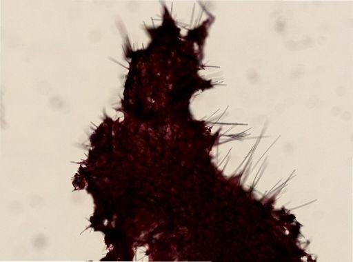 Axinella
