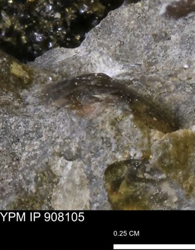undet. Mollusca