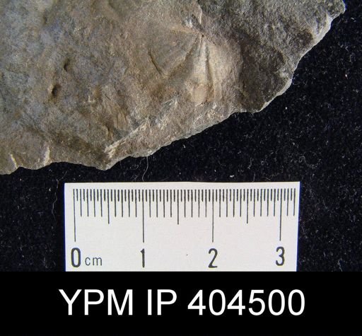 Cyrtina?