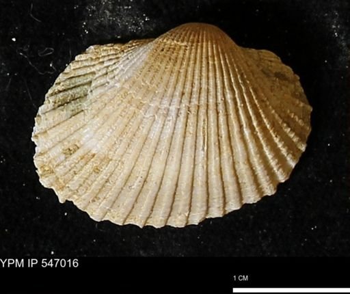 Scapharca transversa