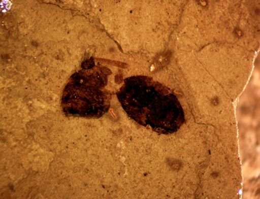 Hexapoda?