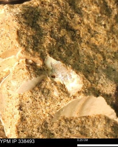 undet. Mollusca
