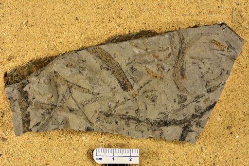 Sodonia acanthotheca