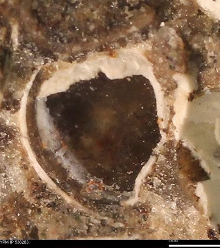Corbulamella gregaria
