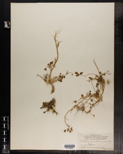 Plantae