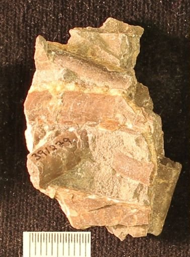 Baculites