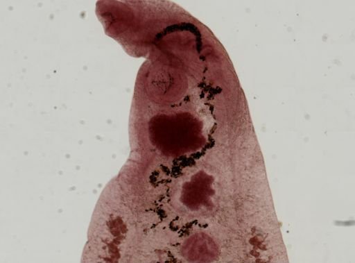 Dicrocoelium dendriticum