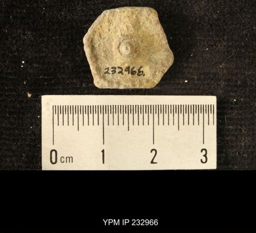 Archaeocidaris sp.