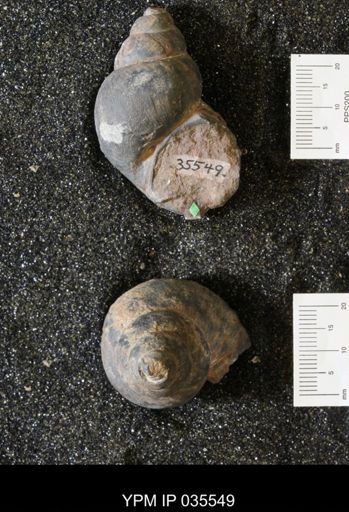 Campeloma harlowtonensis