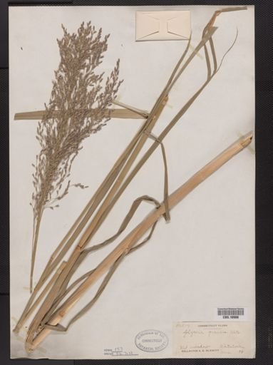 Glyceria grandis