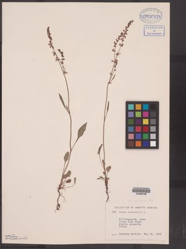 Rumex acetosella