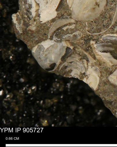 Corbulamella sp.