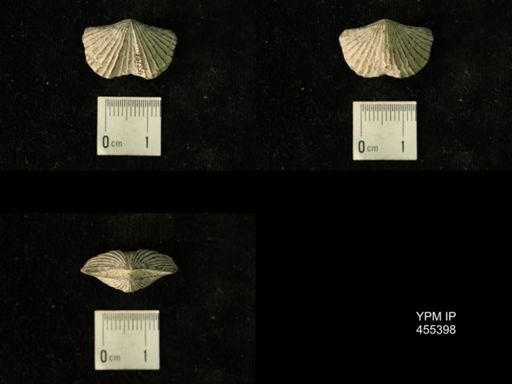 Platystrophia clarksvillensis