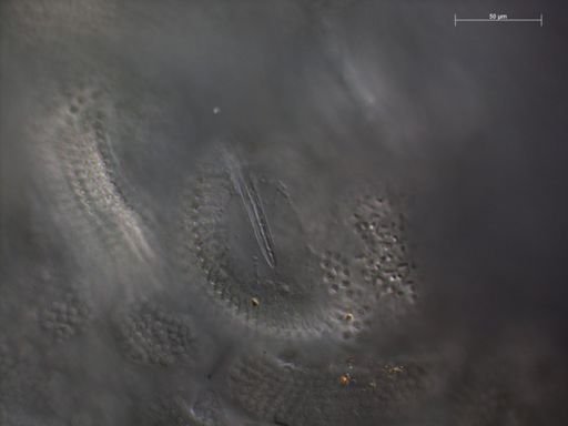 Gymnopraia lapislazula