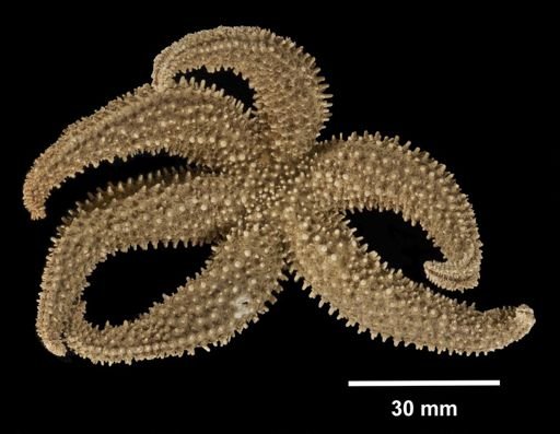 Orthasterias merriami