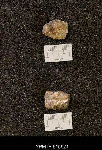 undet. Scaphitidae