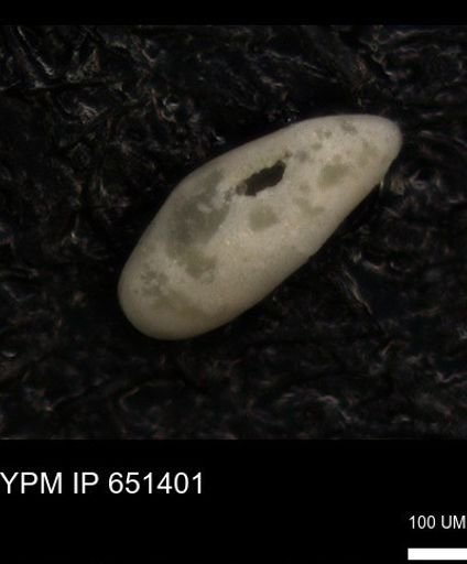 undet. Foraminiferida