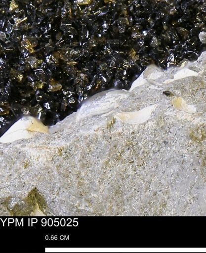 undet. Mollusca