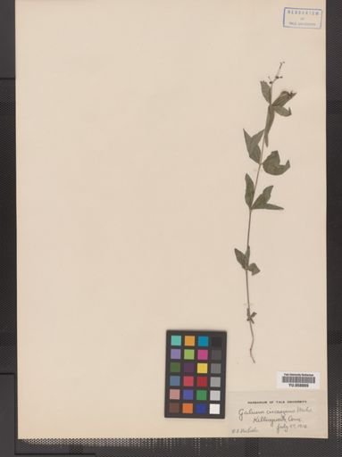 Galium circaezans