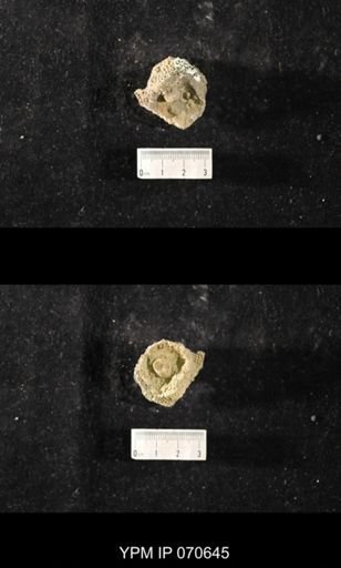 Favosites? louisvillensis