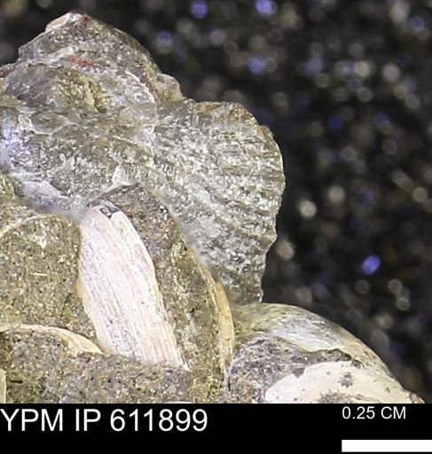 Protocardia sp.