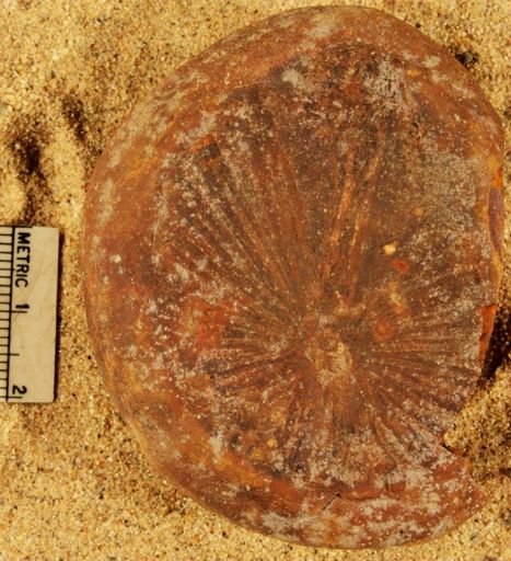 Annularia