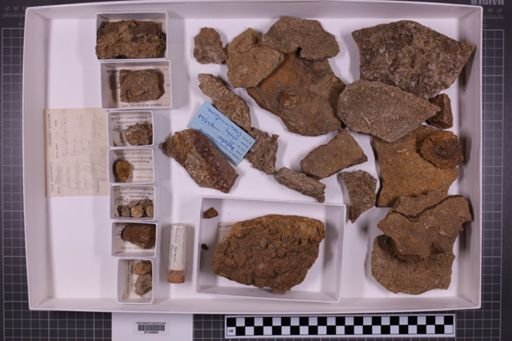 mixed taxa, stratigraphic collection