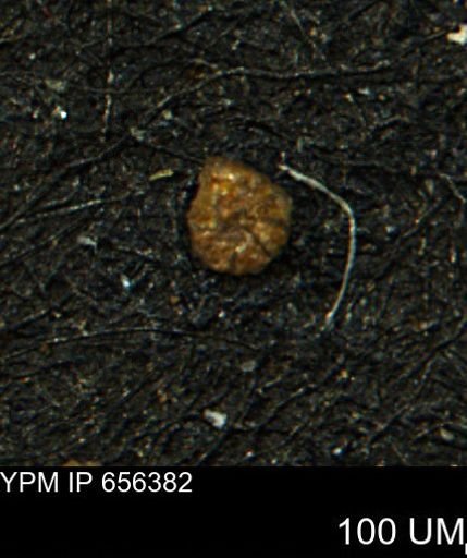 Ammobaculites subcretaceus