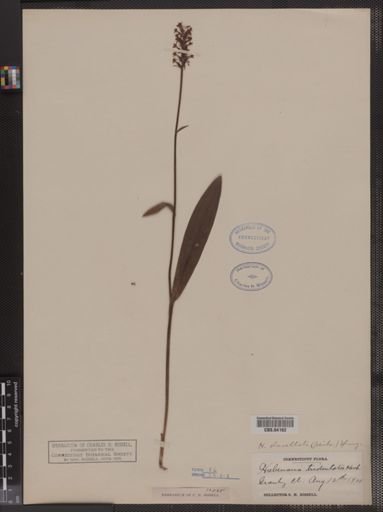 Habenaria clavellata