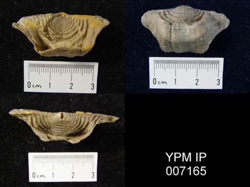Leptaena rhomboidalis
