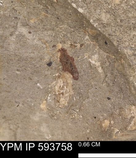 Baculites sp.