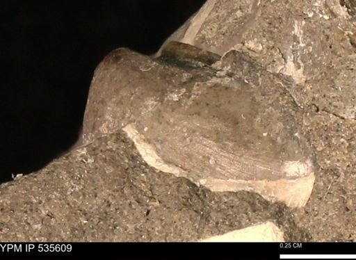 Protocardia subquadrata